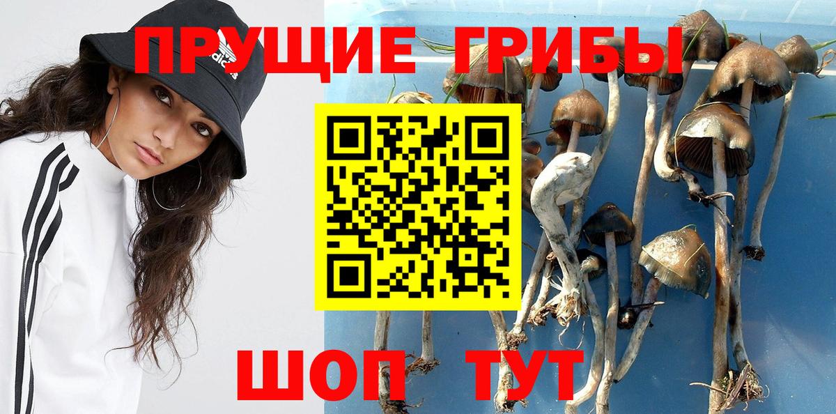 Галлюциногенные грибы GOLDEN TEACHER  Вход с VPN  Избербаш  Галлюциногенные грибы GOLDEN TEACHER 